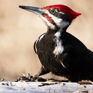 an image of a Pileated woodpecker with the background out of focus and the bird close up. It is an image for haiku poem about woodpeckers post