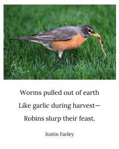 a image robin bird poem about them hunting for and eating worms from the dirt that's written in English,--a traditional 5 7 5 short haiku overlaid a image of an American Robin pulling a worm out of the earth in morning. The nature haiku reads, "Worms pulled out of earth / Like garlic during harvest—/ Robins slurp their feast." Poem written by nature poet Justin Farley.