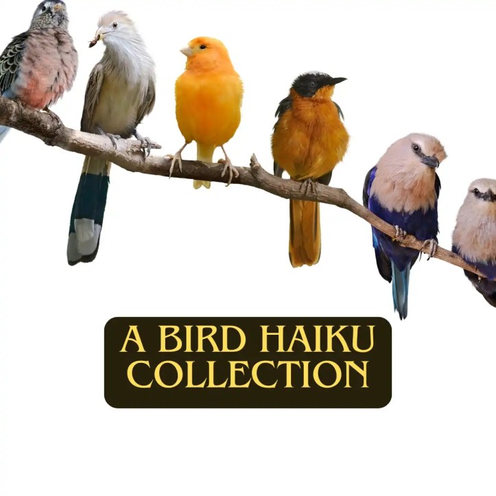 a featured image for a post that collects bird haiku poems about a variety of species on one page.The image shows different birds on a branch with a white background and text underneath that says: "A Bird Haiku Collection"