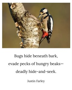 a image of a short bug and bird poem about birds pecking bark looking for insects to eat. The poem is written in English,--a traditional 5 7 5 short haiku overlaid a image of a woodpecker on a tree with the background blurred and the bird upfront in focus, searching the tree for bugs. The nature haiku reads, "Bug hide beneath bark, / evade pecks of hungry beaks—/ deadly hide-and-seek. / / Justin Farley"