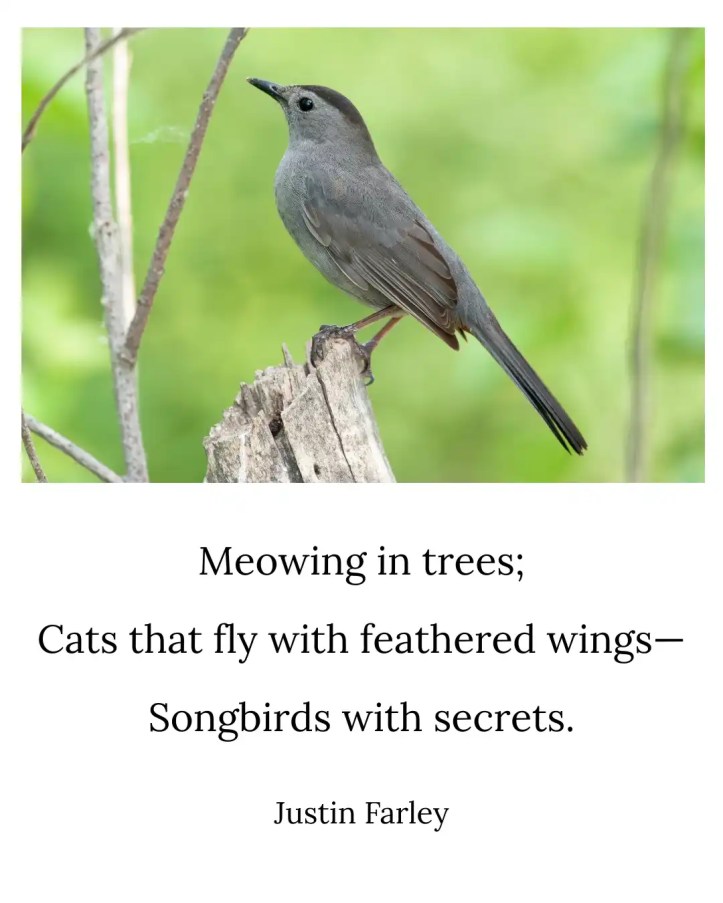 A gray catbird perched on a stump against a green forest backdrop, with a haiku that reads: 'Meowing in trees; Cats that fly with feathered wings— Songbirds with secrets. // Justin Farley'