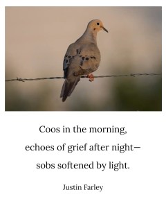 A mourning dove perched on a wire at sunrise, with an overlaid haiku poem that reads: “Coos in the morning / echoes of grief after night— / sobs softened by light. // Justin Farley”