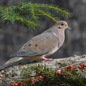 A mourning dove stands on a tree branch beside pine needles and red berries, captured in morning light.