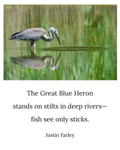 a image of a short fish and bird poem about the Great Blue Heron waiting patiently for fish in a river. The poem is written in English,--a nature 5 7 5 short haiku overlaid a image of a Great Blue Heron standing in a river with the background blurred and the bird upfront in focus, searching the water for fish to eat. The bird haiku reads, "The Great Blue Heron / stands on stilts in deep rivers—/ fish see only sticks. / / Justin Farley"