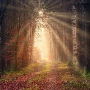 a supporting photo for a spiritual poem about light titled, "Following the Light" by poet Justin Farley. The image depicts beams of light breaking through the dark trees of a forest and shining onto a path in the woods, representing God breaking into our lives.