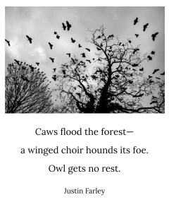 Black and white photo of crows flying and perching among leafless trees with a poem overlay: 'Caws flood the forest / a winged choir hounds its foe. / Owl gets no rest. // Justin Farley'