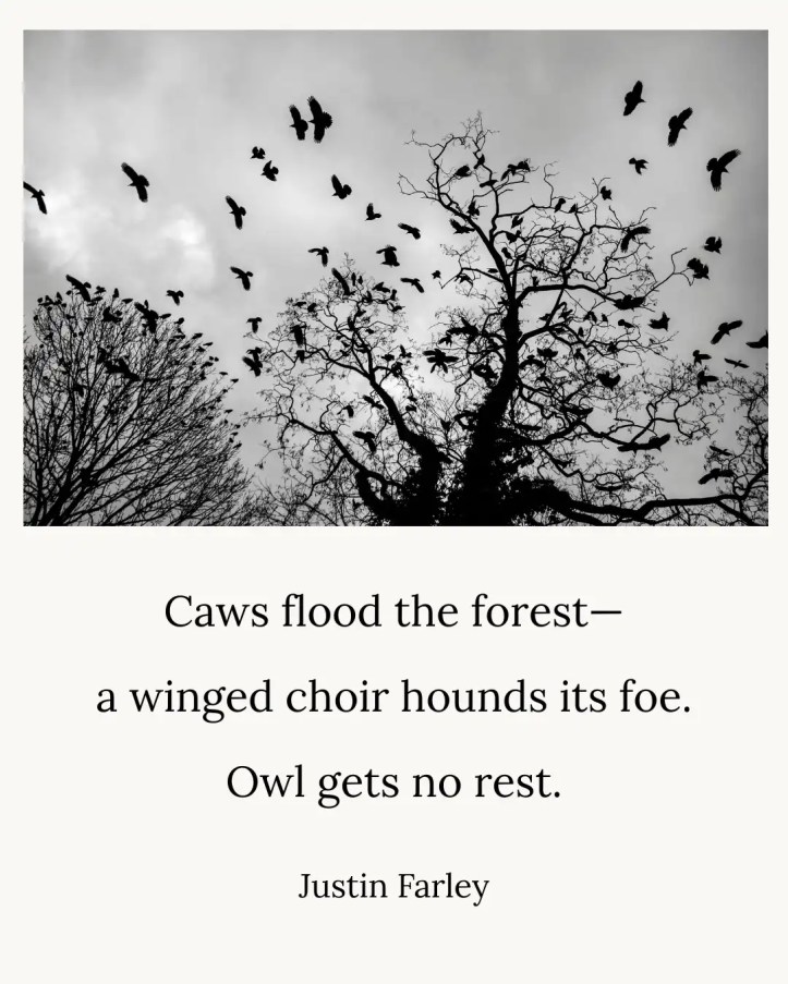 Black and white photo of crows flying and perching among leafless trees with a poem overlay: 'Caws flood the forest / a winged choir hounds its foe. / Owl gets no rest. // Justin Farley'
