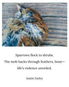A dead sparrow lying on a wooden surface, paired with a haiku overlay: 'Sparrows flock to shrubs / The mob hacks through feathers, bone— / life’s violence unveiled. // Justin Farley'
