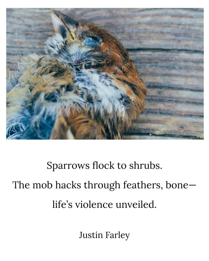 A dead sparrow lying on a wooden surface, paired with a haiku overlay: 'Sparrows flock to shrubs / The mob hacks through feathers, bone— / life’s violence unveiled. // Justin Farley'