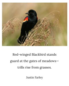A red-winged blackbird perched on meadow grass with a haiku overlay: “Red-winged Blackbird stands / guard at the gates of meadows— / trills rise from grasses. // Justin Farley.”