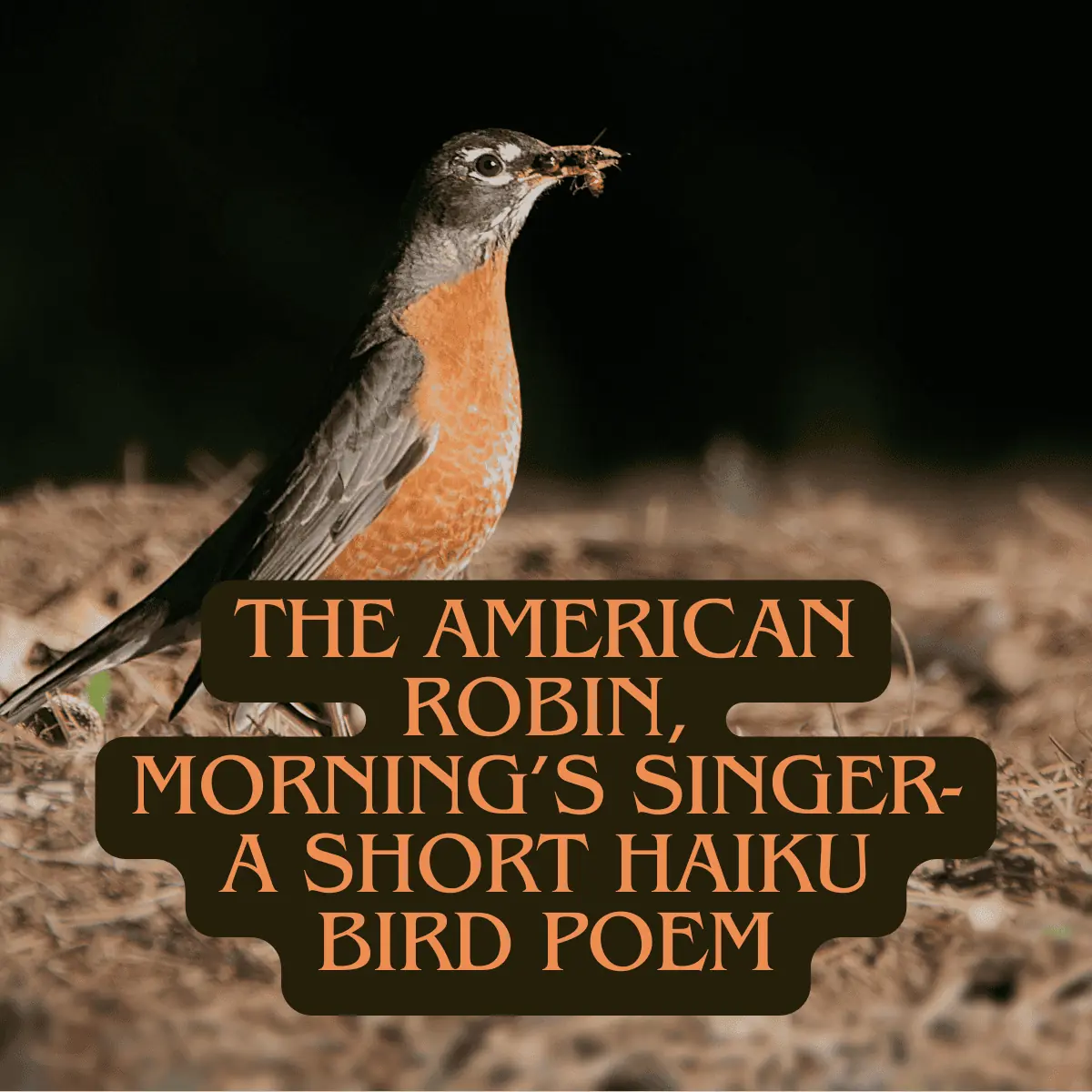 feature image for a post of a short american robin haiku bird poem about them singing in the early morning. It features the American Robin with bird around its beak from pecking for worms with text overlay that says: "The American Robin, Morning's Singer--A Short Haiku Bird Poem