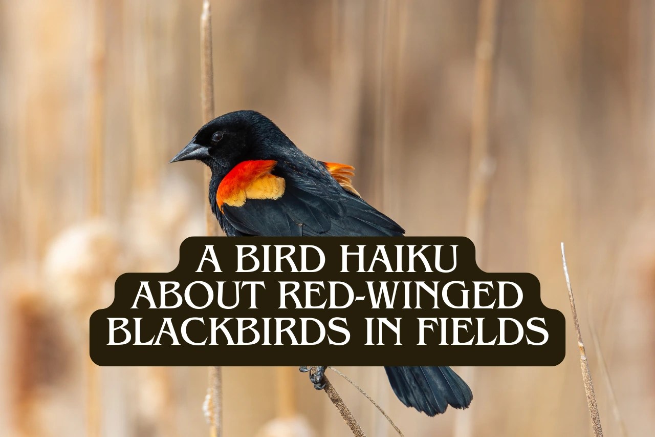 A red-winged blackbird with text overlay: “A Bird Haiku Red-Winged Blackbirds in Fields.”