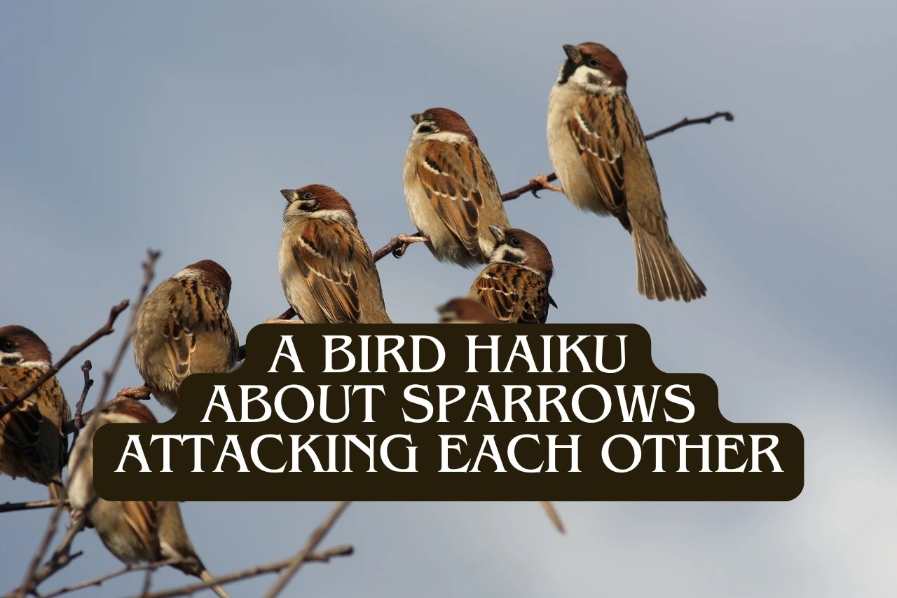 A group of sparrows perched and mid-flight, with overlaid text: 'A Bird Haiku About Sparrows Attacking Each Other'.
