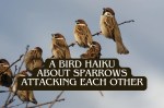 Bird Haiku About Sparrows Attacking Each&nbsp;Other