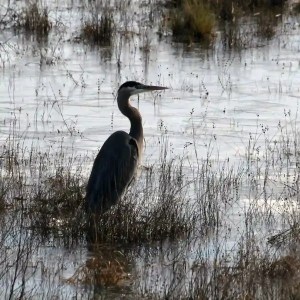 A great blue heron stands in the water, looking for fish. An image to complement a bird haiku about a blue heron fishing. deep poem about finding God in the midst of our suffering e heron standing still in shallow water, its long legs partially submerged, blending in with surrounding reeds.