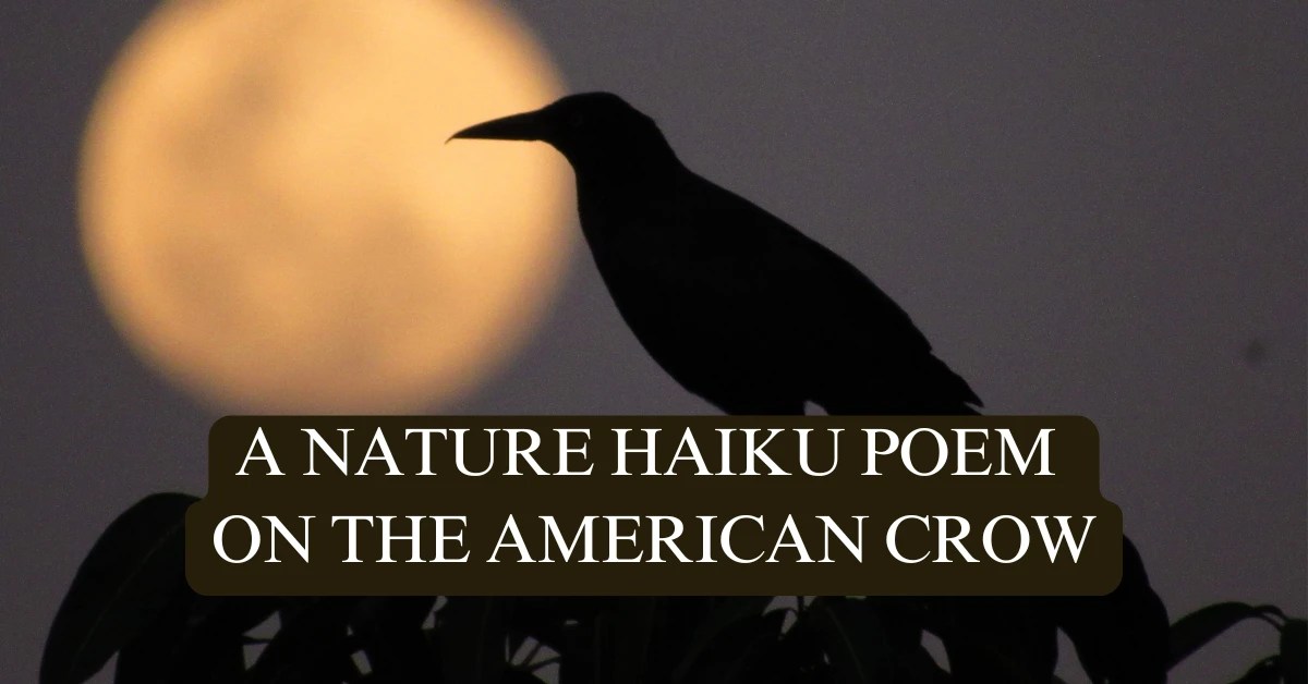 A featured image for a blog post about the American Crow that includes a bird haiku poem and some interesting facts. The image is a silhouette of a crow in front of the moon at night. It features text that says : "A Nature Haiku Poem On The American Crow"