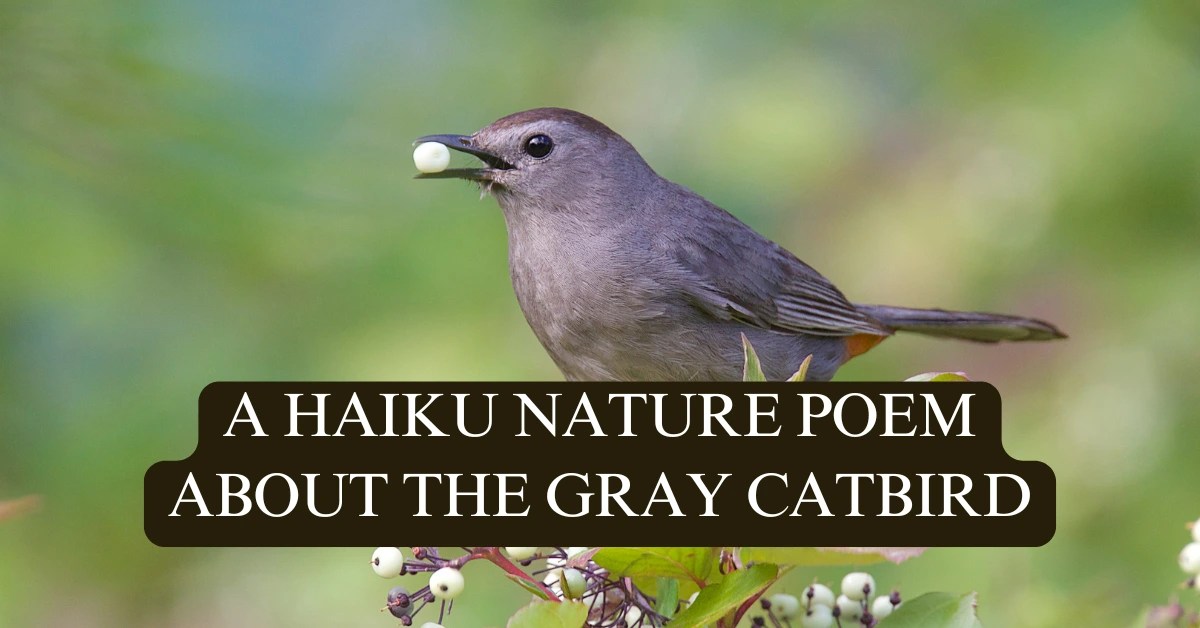 A gray catbird holding a white berry in its beak, with overlaid text that reads: 'A Haiku Nature Poem About Grey Catbird'.