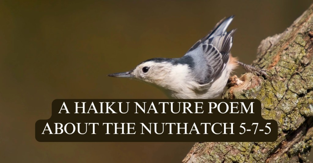 A white-breasted nuthatch clinging to a tree trunk, with overlaid text that reads: 'Haiku Nature Poem About the Nuthatch 5-7-5'.