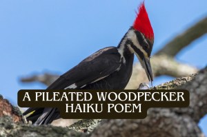 Short Bird Haiku Poem About Pileated Woodpeckers