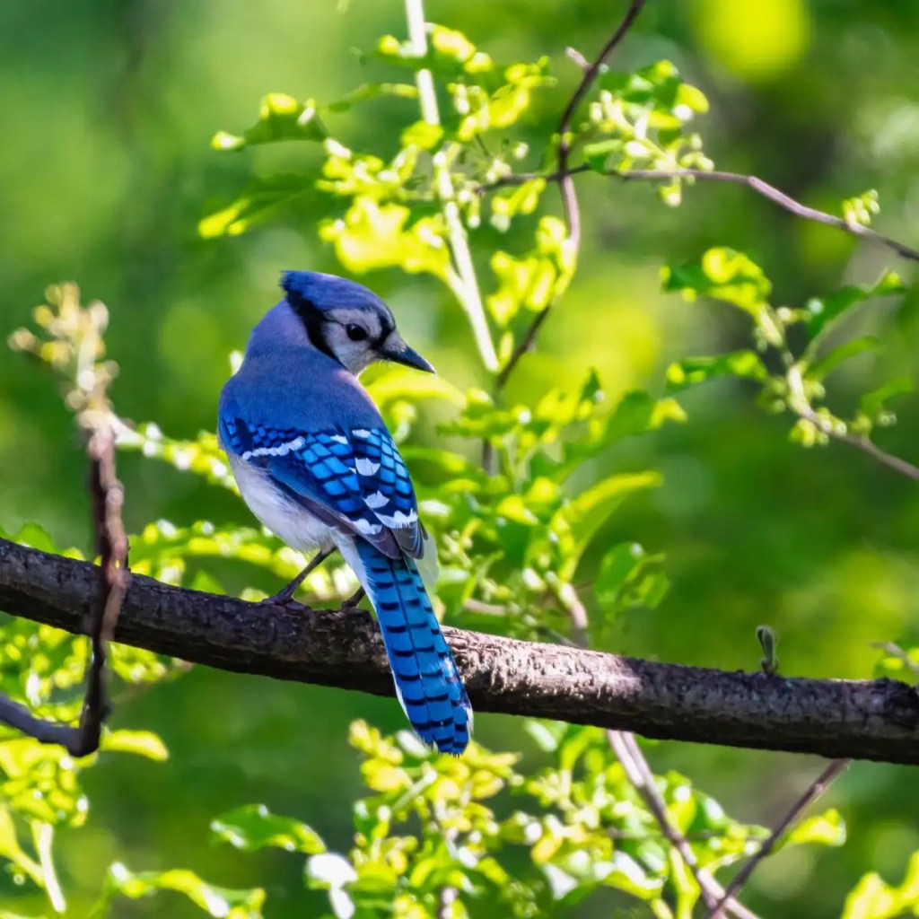 an image used for a post that contains a short haiku poem about a blue jay that rhymes. The image contains a male blue jay on a tree branch in the woods during summer