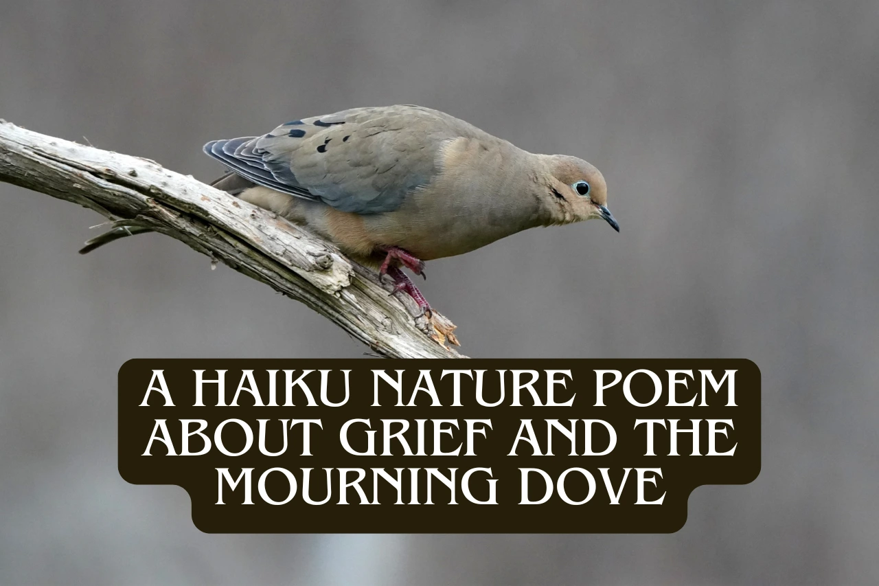 A mourning dove in the sunlight perched calmly on a branch, facing forward, with text overlay that reads: “A Haiku Nature Poem About Grief and the Mourning Dove.”