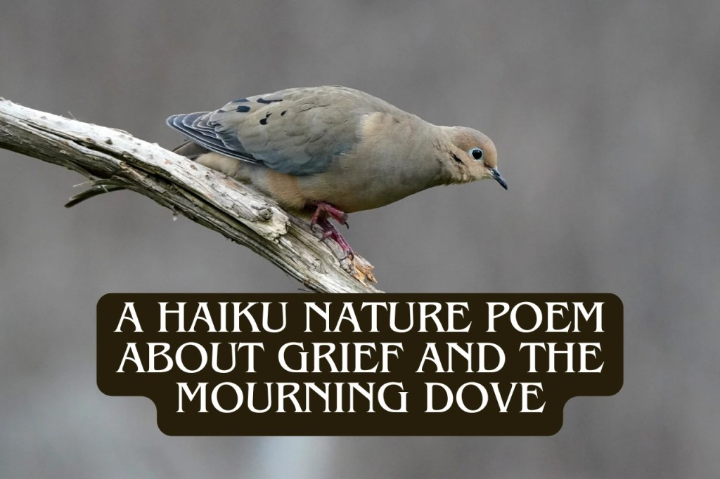 A mourning dove in the sunlight perched calmly on a branch, facing forward, with text overlay that reads: “A Haiku Nature Poem About Grief and the Mourning Dove.”