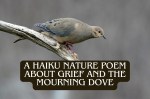 A Haiku Bird Poem About The Mourning Dove and&nbsp;Grief