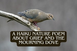 A Haiku Bird Poem About The Mourning Dove and Grief