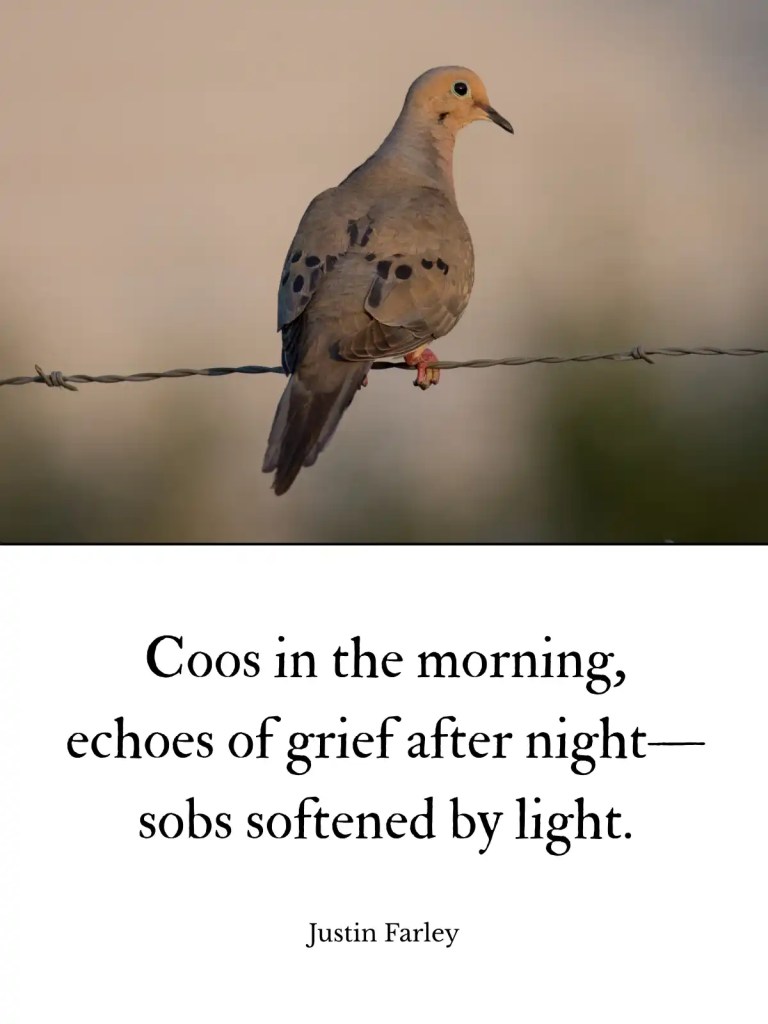 A mourning dove perched on a wire at sunrise, with an overlaid haiku poem that reads: “Coos in the morning / echoes of grief after night— / sobs softened by light. // Justin Farley”