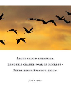 Haiku poem card over silhouettes of cranes at sunrise: “Above cloud kingdoms / Sandhill Cranes soar as decrees— / seeds begin spring’s reign. // Justin Farley"