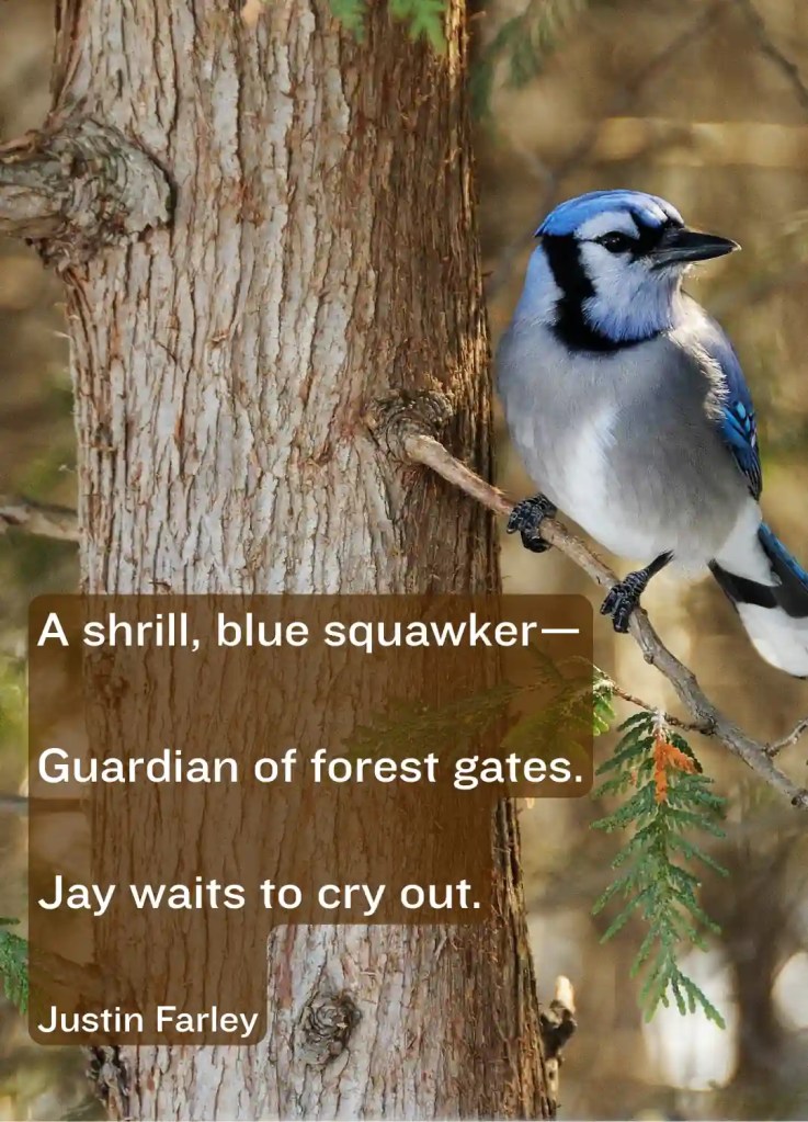 a short haiku poem about blue jays written in 5 7 5 form that rhymes. The text lays on top of an image of a male bluejay in a pine tree in the forest. The haiku emphasizes the squawking call of the bird as a warning cry. It reads: "A shrill, blue squawker-- / Guardian of forest gates. / Jay waits to cry out." Written by nature poet Justin Farley