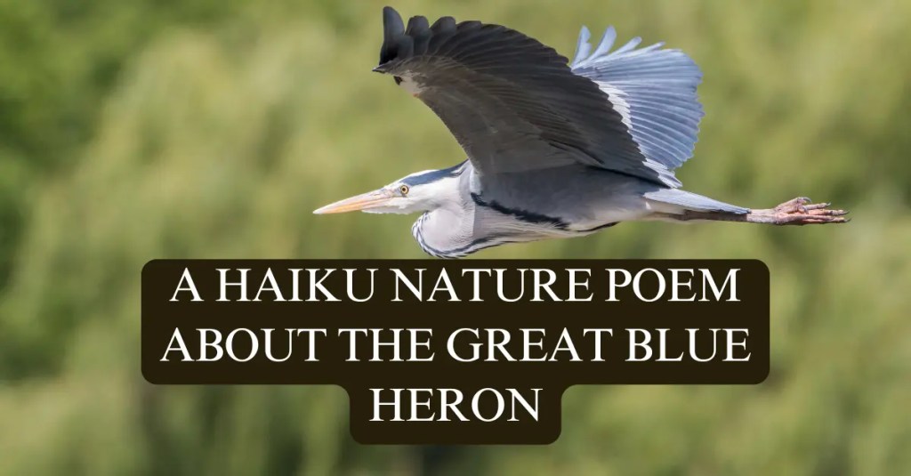 A great blue heron flying across a green backdrop, with overlaid text that reads: 'A Haiku Nature Poem About the Great Blue Heron'.