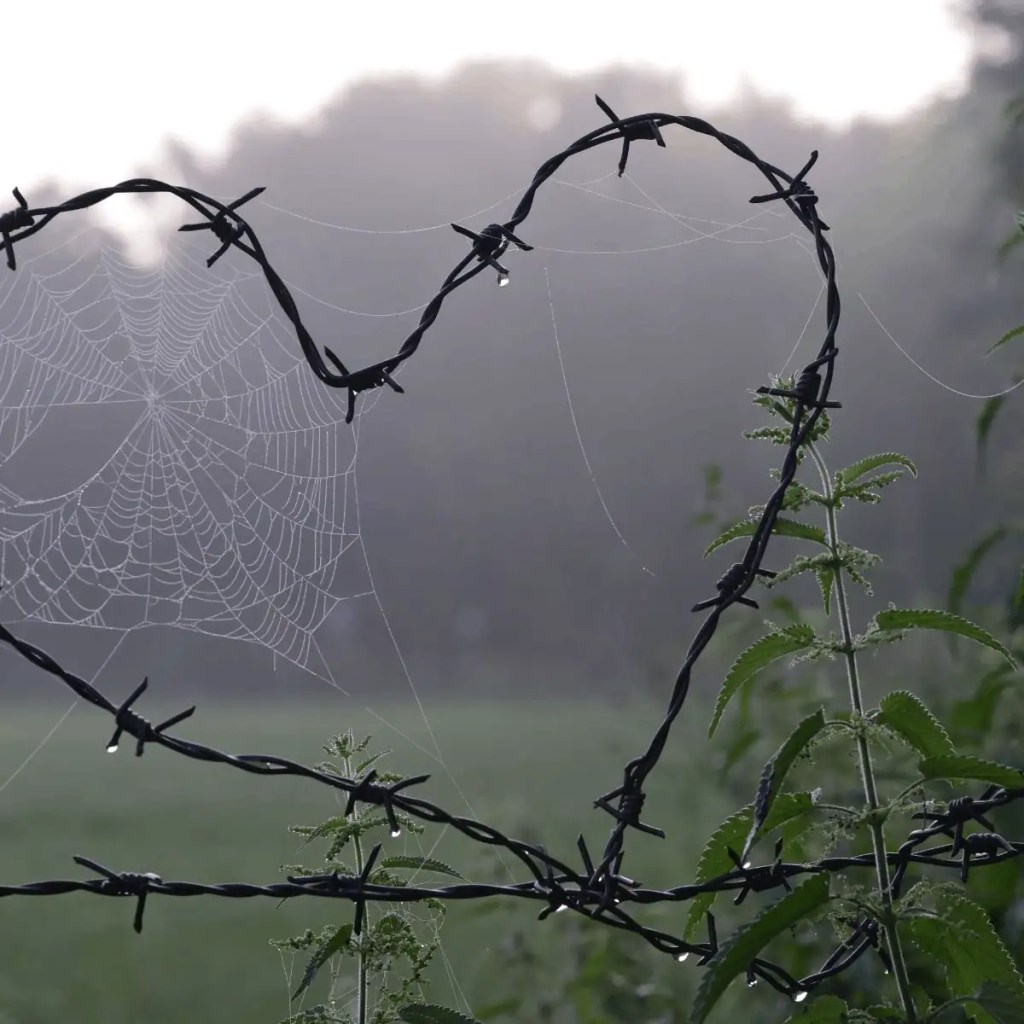 A heart-shaped outline formed from barbed wire, intertwined with a delicate spider web covered in dew, set against a misty, natural background.